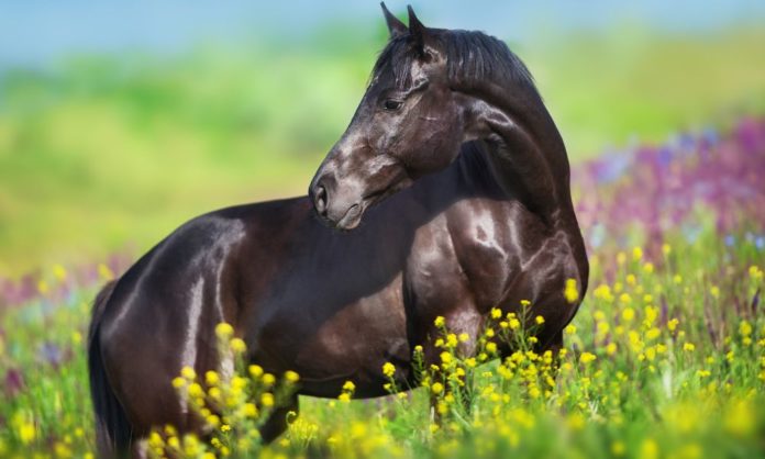 Equine Hollywood: The Most Famous Horses From Movies and TV