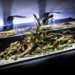 Why You’ll Fall in Love With Aquascaping as a Hobby An aquarium with beautiful aquascaping using rocks, leaves and branches. There are colorful guppies inside.