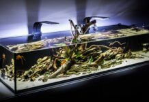 Why You’ll Fall in Love With Aquascaping as a Hobby An aquarium with beautiful aquascaping using rocks, leaves and branches. There are colorful guppies inside.