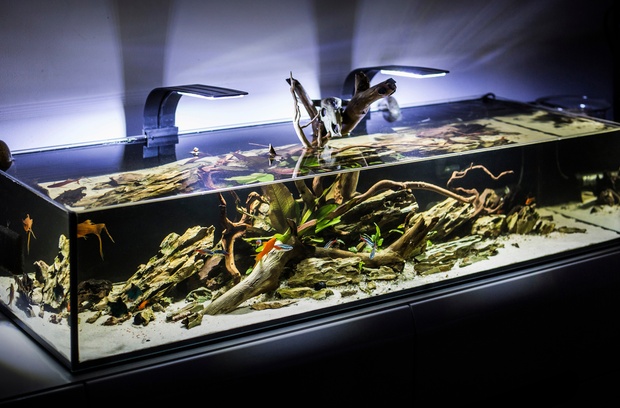 An aquarium with beautiful aquascaping using rocks, leaves and branches. There are colorful guppies inside. An aquarium with beautiful aquascaping using rocks, leaves and branches. There are colorful guppies inside.